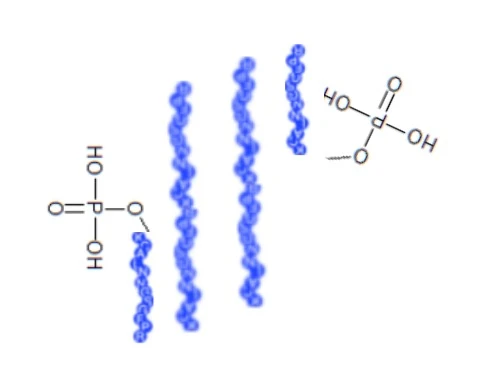 Peptidi fosforilati